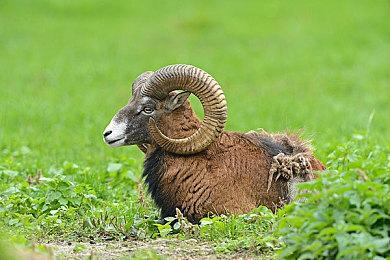 线上桌游《一起来玩吧！Oink Games》 现已在Steam发售