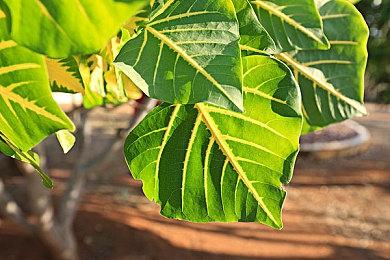 Switch日本国内销量超过了2500万台